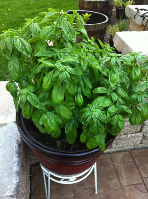 7 Tips For Growing Mad Giant Basil Plants – Eco Snippets