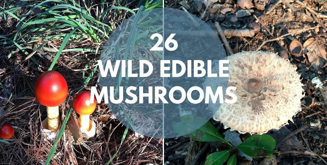 26 Wild Mushrooms You Can Forage For & Eat… Eco Snippets