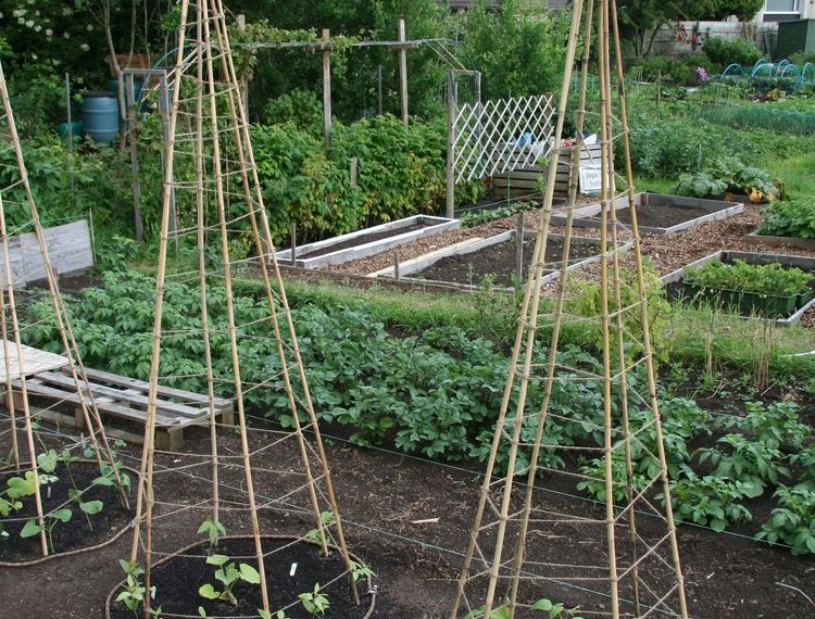 Space Saving Bean Teepees – Eco Snippets