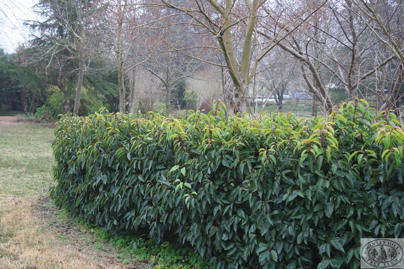 Grow Edible Garden Hedges – Eco Snippets