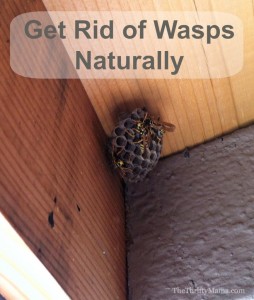 How To Get Rid Of Wasps Naturally