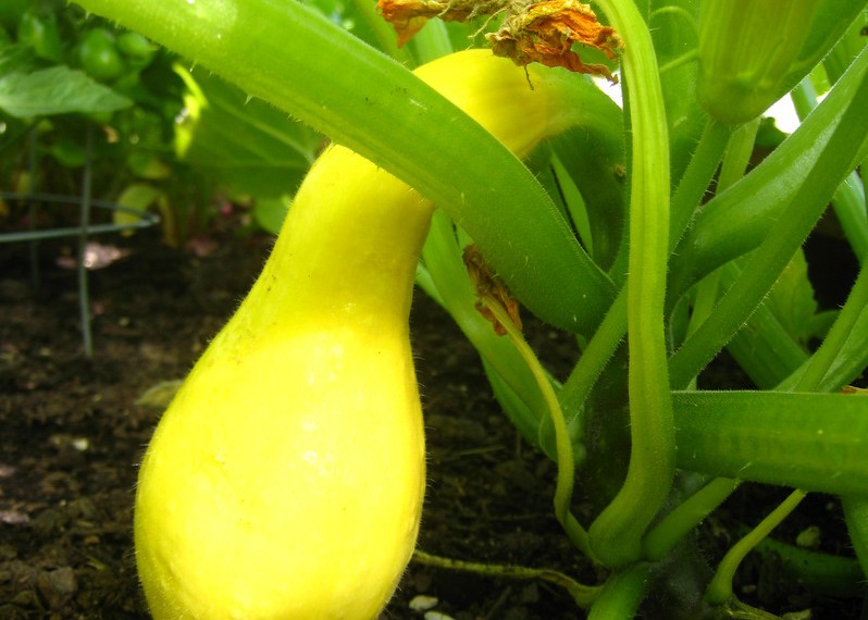 preserving-summer-squash-saving-seeds-eco-snippets