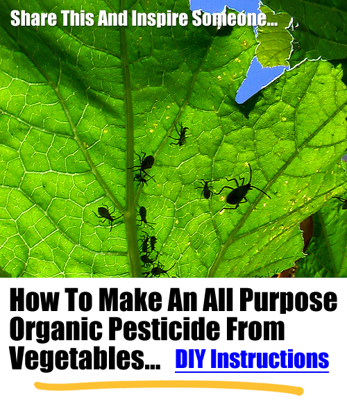 How To Make An All Purpose Organic Pesticide From Vegetables...