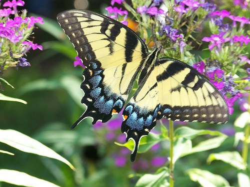 The Ultimate Guide To Planting A Butterfly Garden...