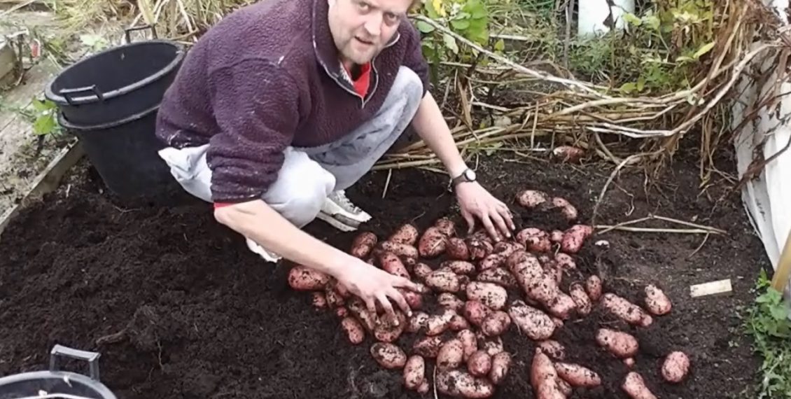 Growing Potatoes In Pots For An Enormous Harvest...