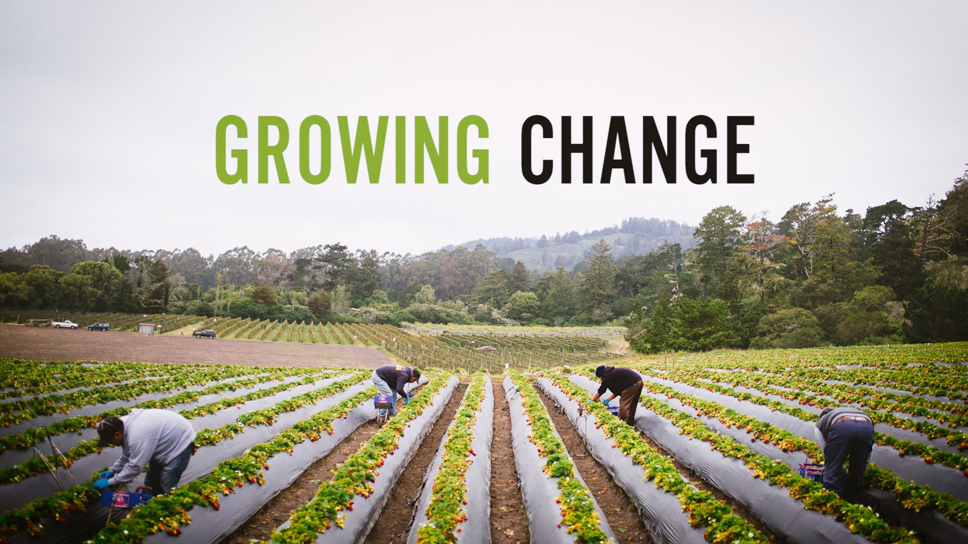 Strawberry Grower Shows How To Make A Profit Without Poisons...