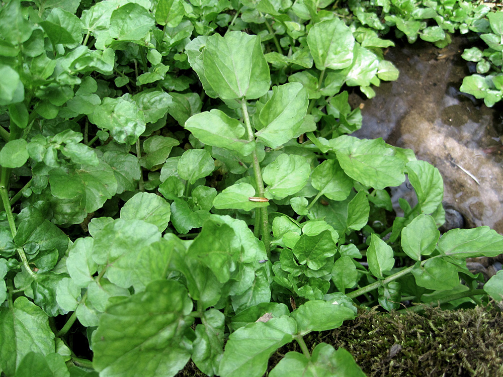 How To Grow Watercress At Home, One Of The Most Nutritious Vegetables...