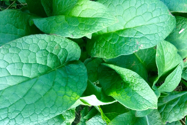 Comfrey Tea, A Simple Homemade Natural Fertiliser...