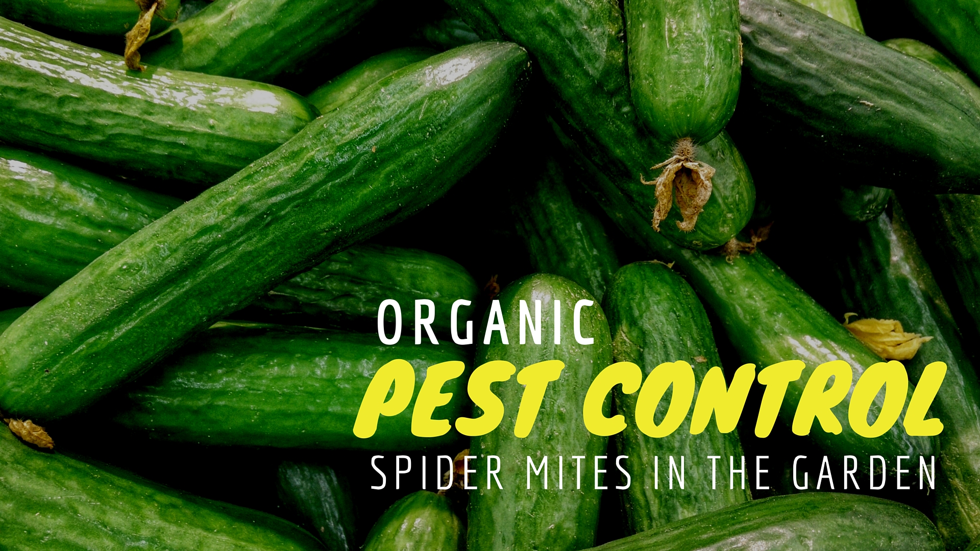 Organic Spider Mite Control Using Insects...