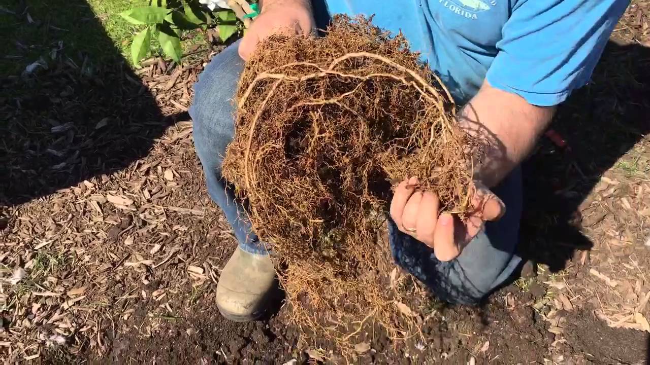 How to Plant Trees Correctly - Spreading Roots Properly & Sheet Mulching...