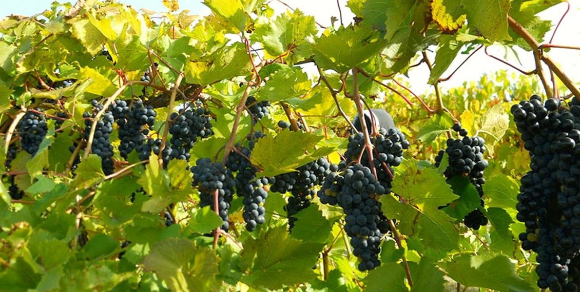 Turn A Few Grape Vines Into An Entire Vineyard In A Couple Weeks With ...