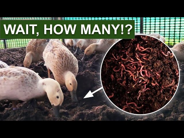 Why We're Raising HALF-A-MILLION WORMS For 50 Ducks...